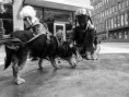 /album/bildgalleri-photo/fogelberg-thor-leif4-jpg/